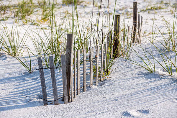 dunes and sea oats